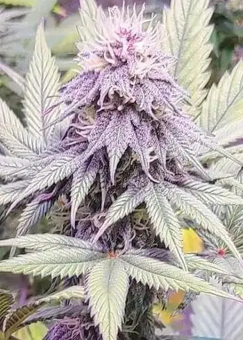 Blackberry Fire