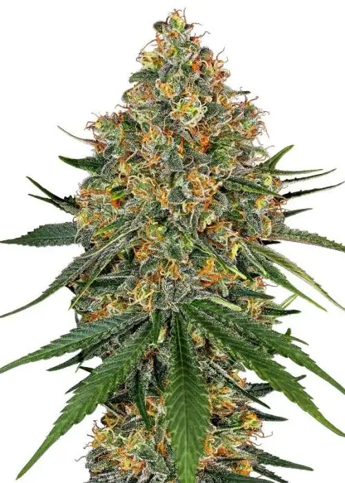 White Cheese