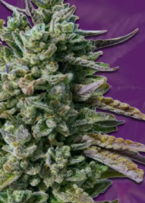 Guava Kush