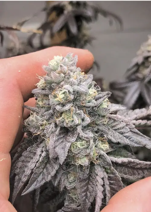 Mitten Cake Batter