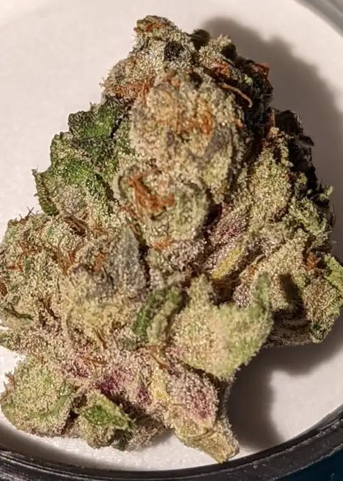 Triangle Sherbet
