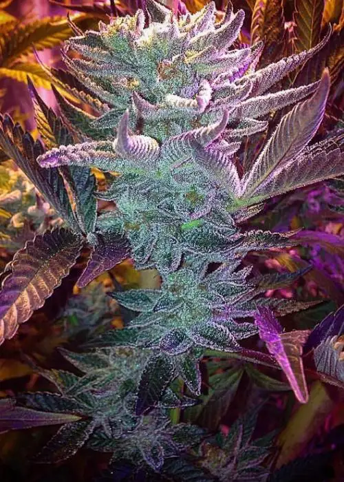 Cookie Jar
