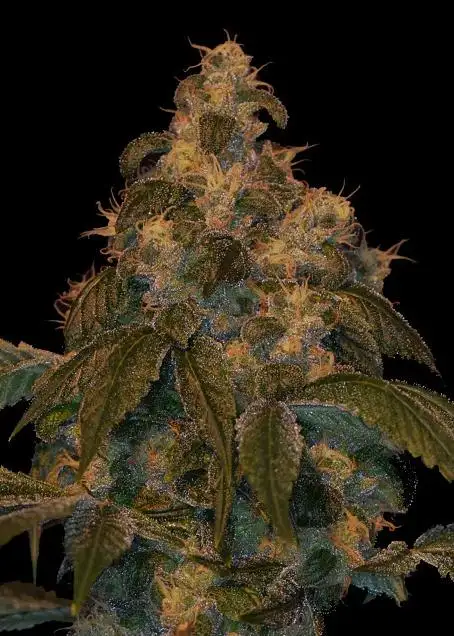 Super Lemon OG