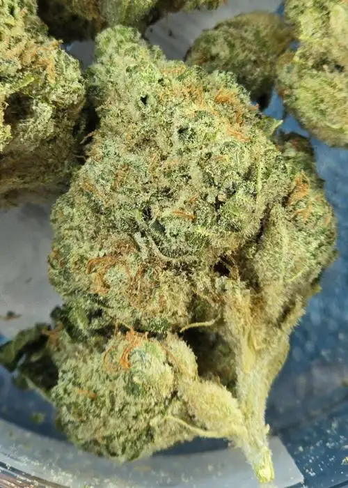 Lemon Triangle Kush