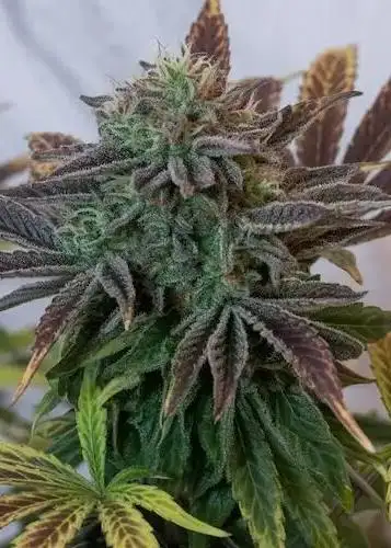 Strawberry Headband
