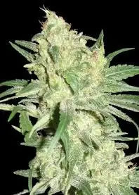 Hitman OG