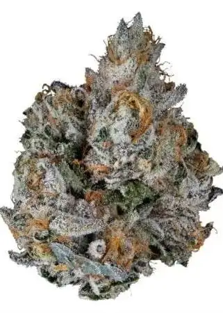 Gelato High Octane