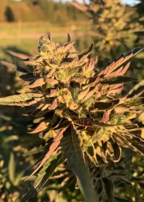 Gelato Gas