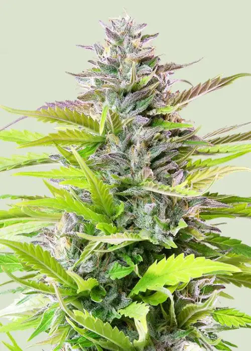 Gelato Cookies