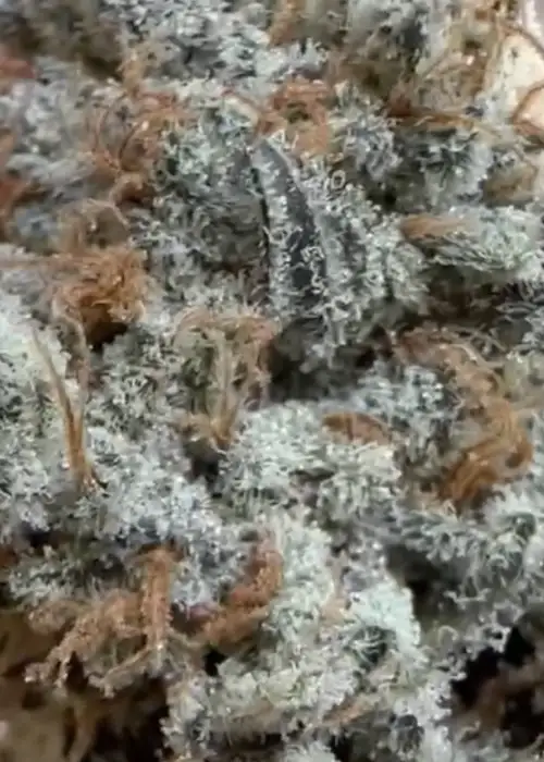 Vanilla Berry Pie