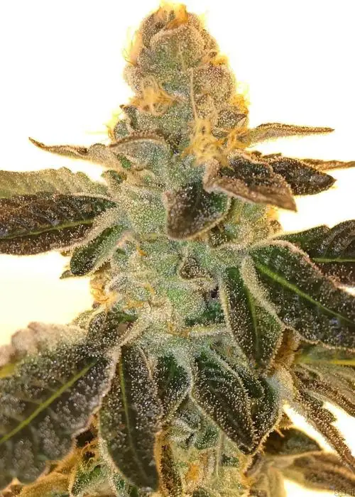 Honey Tree