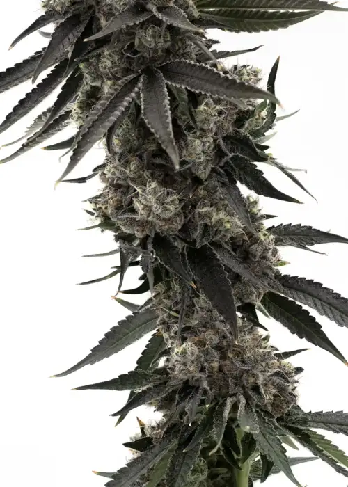 Washington Apple