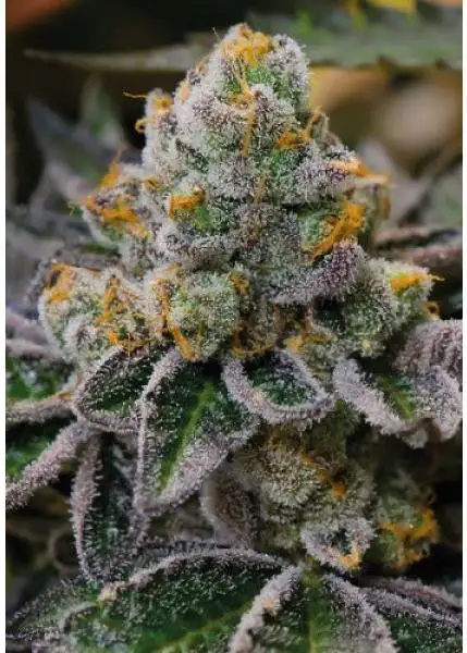 Forum Cookies