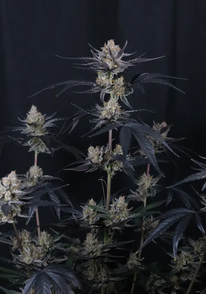 Guava Runtz Auto
