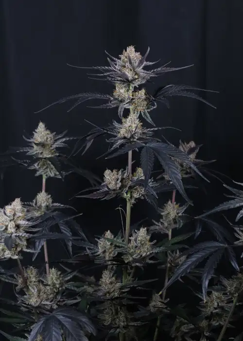 Guava Runtz Auto