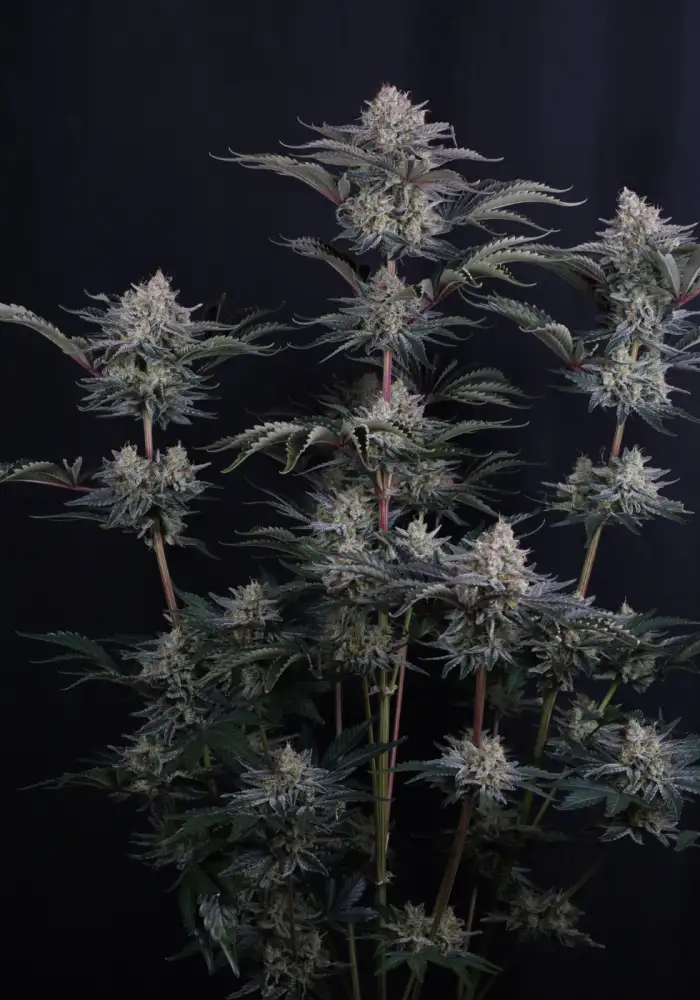 Mendo Frost Auto