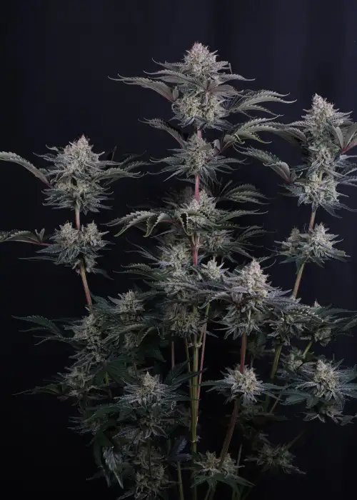 Mendo Frost Auto
