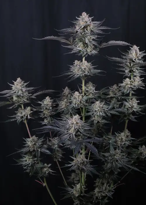 Mendo Guava Auto