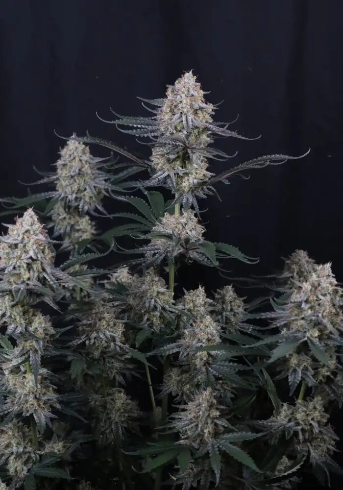 Guava Sundae Auto