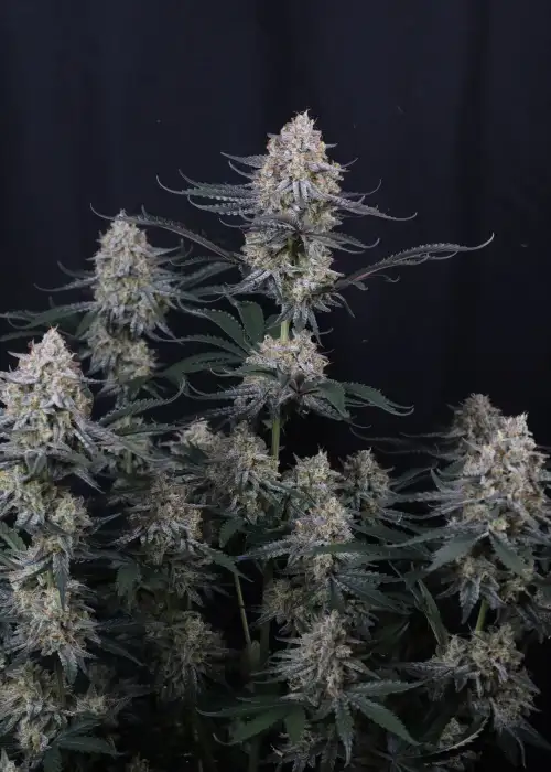 Guava Sundae Auto