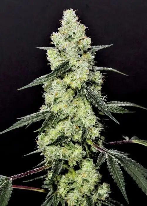 Lemon Dosidos