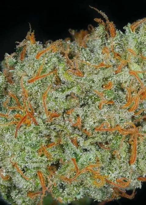 Supa Durban