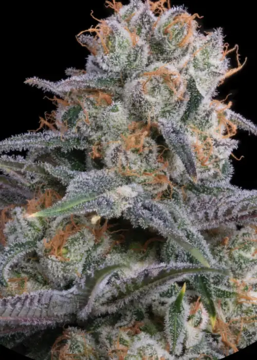 Papaya Melons