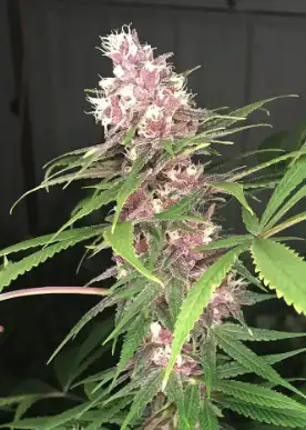Purple Unicorn