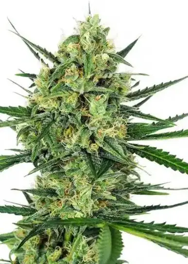 Mango Sunrise