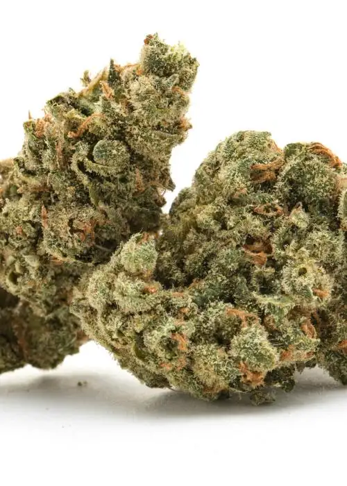 Dirty Dozen