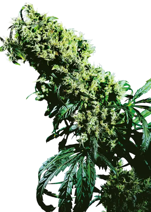Northern Lights Haze
