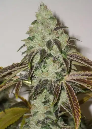 Aspen OG