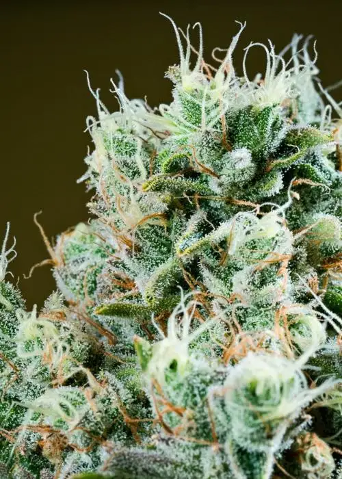 SC Slimer