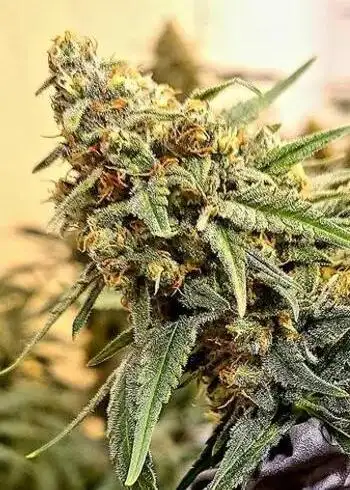 White Grapefruit Cookies