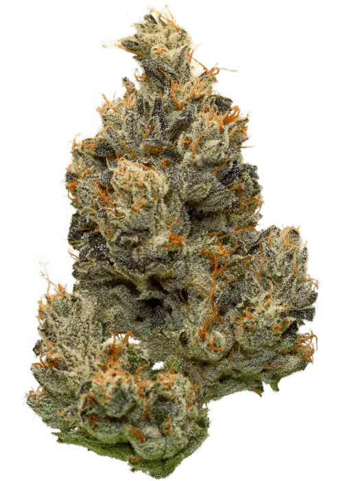 Funk Master