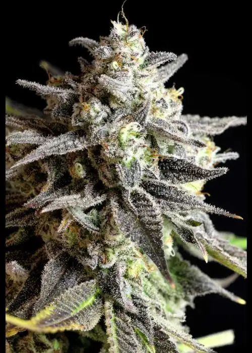 Grape Gas Auto