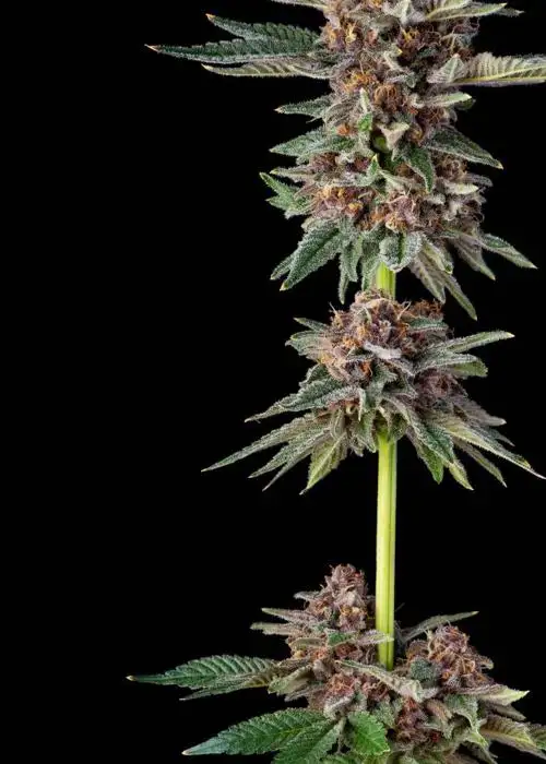 Black Diesel Haze