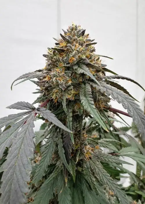 Banana Zruntz