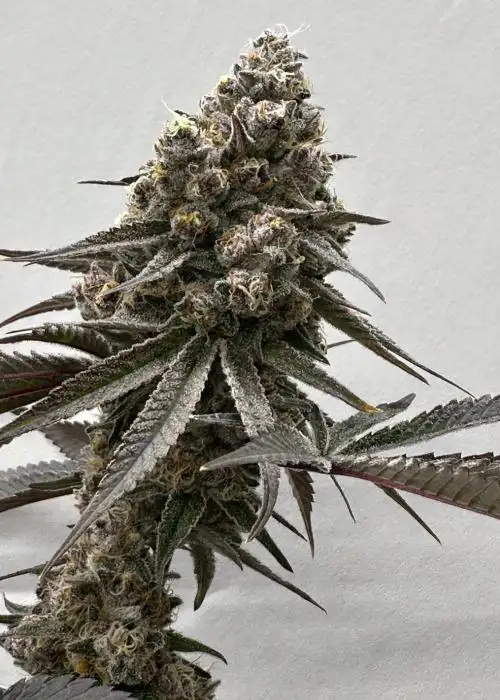 Blooberry Headband