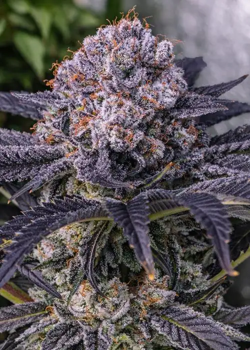 Blooberry Zruntz