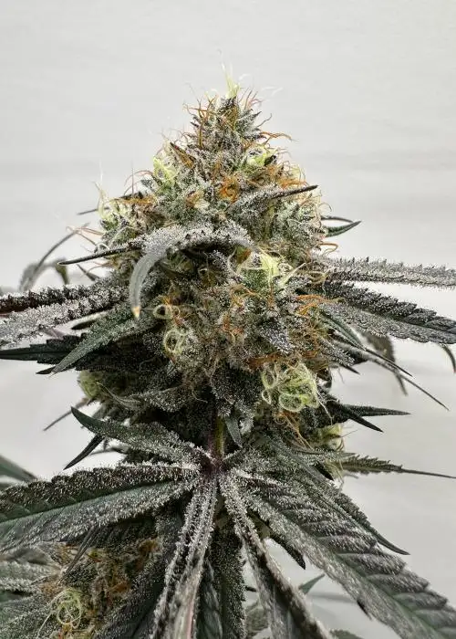 Pi’nana Passion