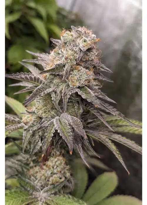 White Zlushi
