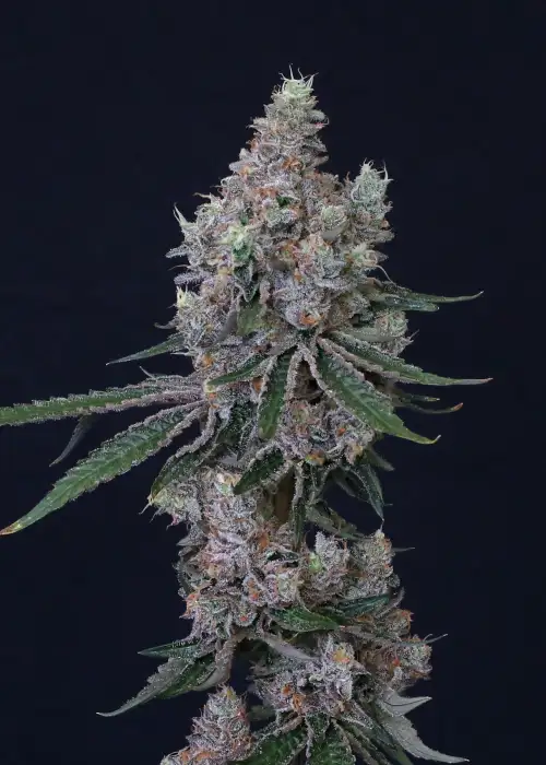 Blue Apricot