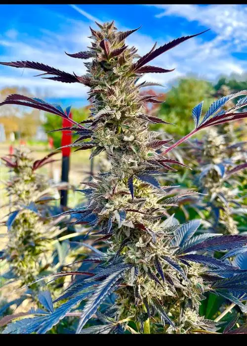 Bickett OG