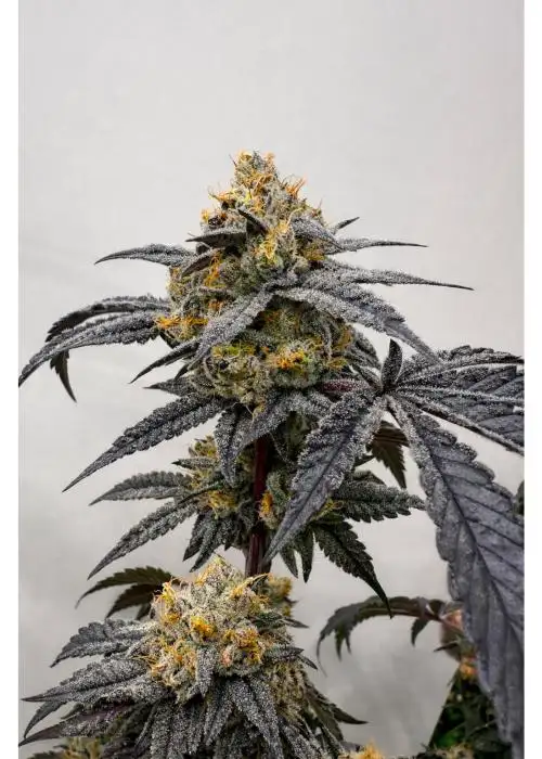 Pineapple Zowah