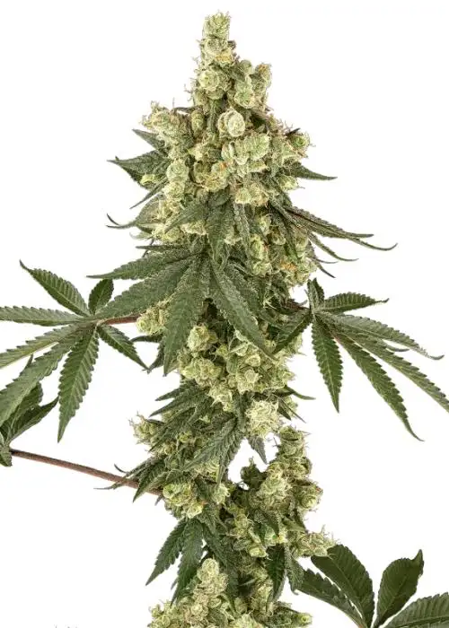 Lambo Haze