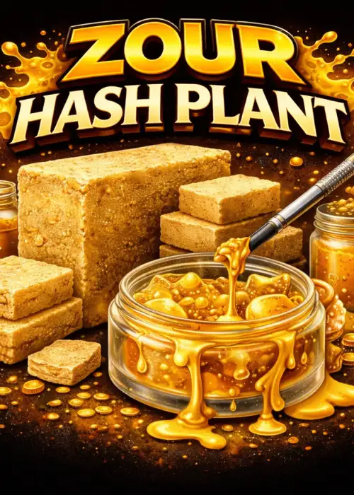 Zour Hash Plant