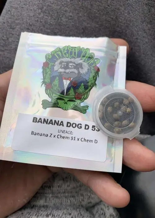 Banana Dog D