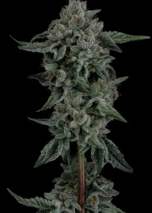 Hall Pass