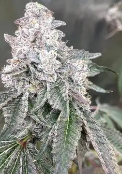 Sticky Suits